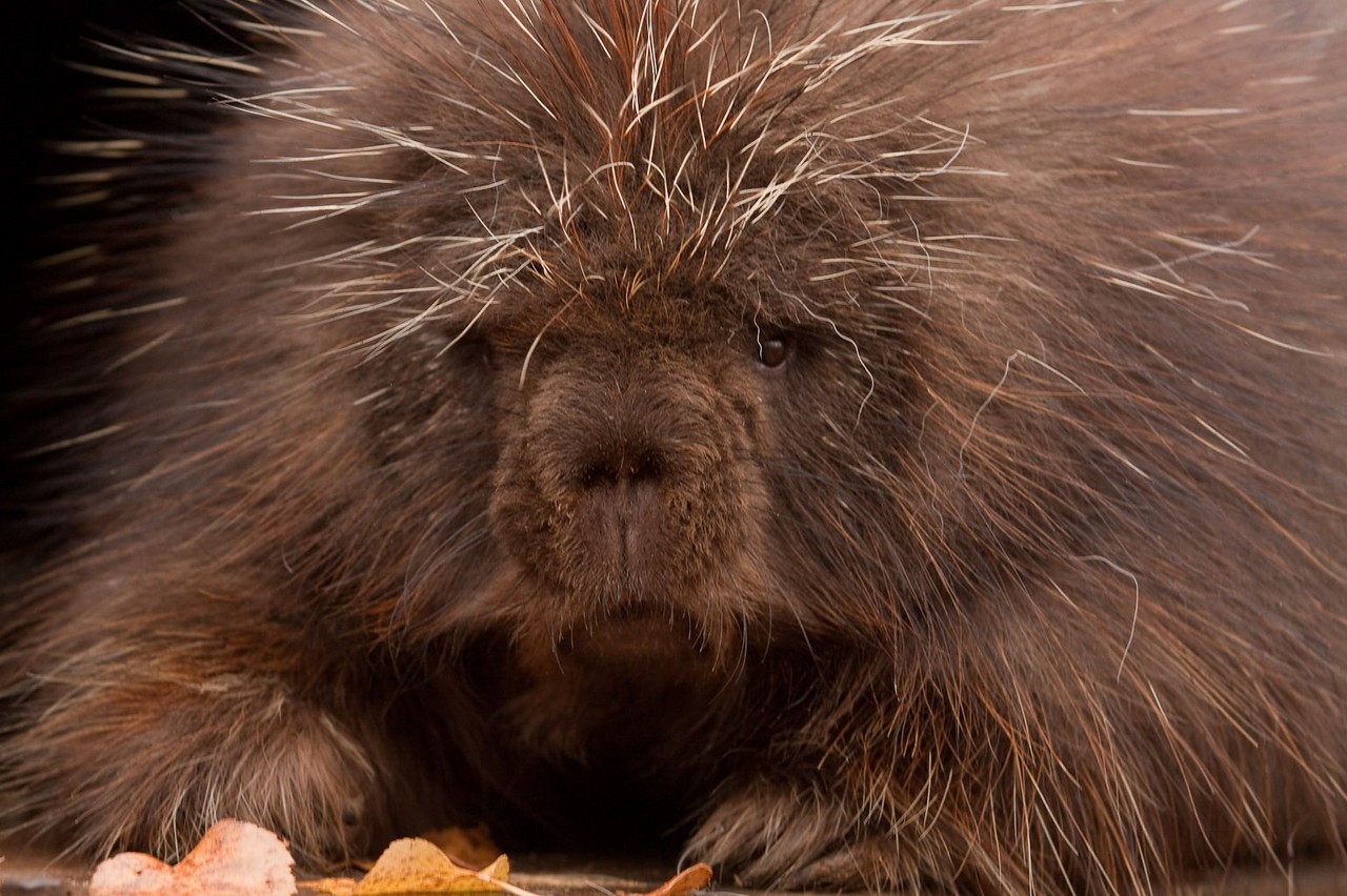 Porcupine